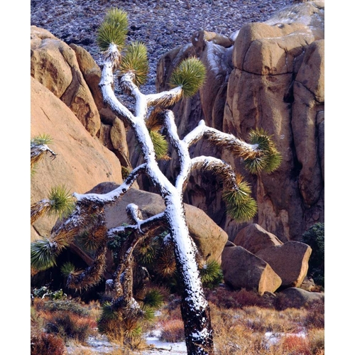 California Snow-covered Joshua Tree